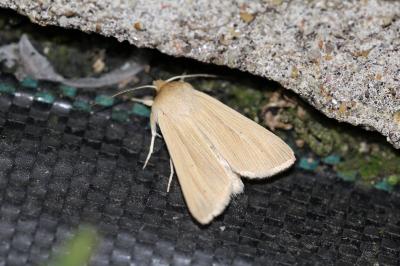 <i>Mythimna pallens</i>