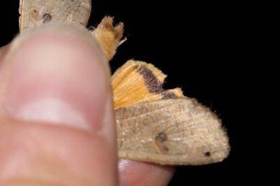 <i>Noctua pronuba</i>