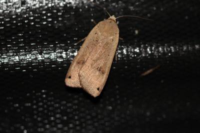 <i>Noctua pronuba</i>