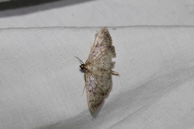 <i>Patania ruralis</i>