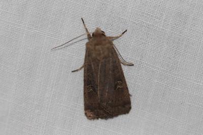 <i>Xestia xanthographa</i>