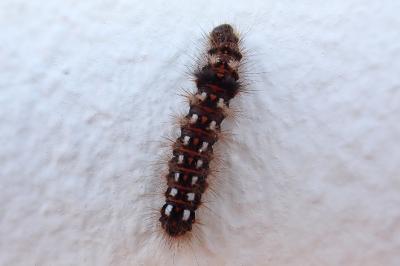 <i>Acronicta rumicis</i>