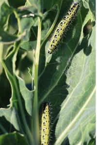 <i>Pieris brassicae</i>