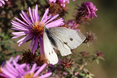 <i>Pieris rapae</i>