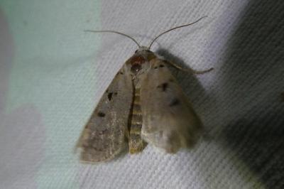 <i>Eugnorisma glareosa</i>