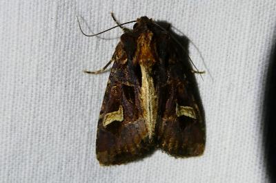<i>Trigonophora flammea</i>