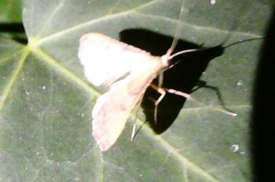 <i>Endotricha flammealis</i>