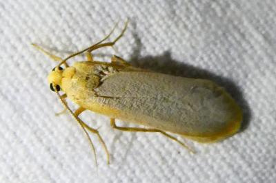 <i>Katha depressa</i>