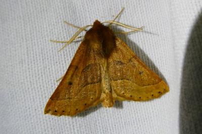 <i>Crocallis tusciaria</i>