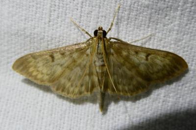 <i>Patania ruralis</i>
