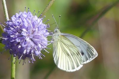<i>Pieris napi</i>