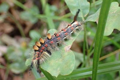 <i>Orgyia antiqua</i>