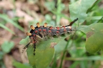 <i>Orgyia antiqua</i>