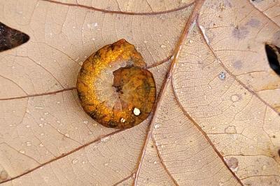 <i>Habrosyne pyritoides</i>