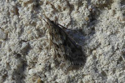 <i>Eudonia angustea</i>