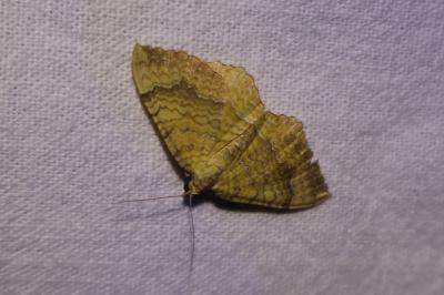 <i>Camptogramma bilineata</i>