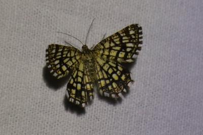 <i>Chiasmia clathrata</i>