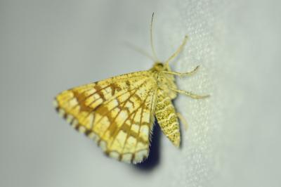<i>Chiasmia clathrata</i>