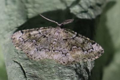 <i>Cleorodes lichenaria</i>