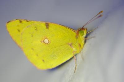 <i>Colias crocea</i>