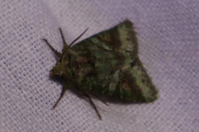 <i>Dryobotodes roboris</i>