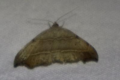 <i>Laspeyria flexula</i>