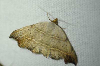<i>Laspeyria flexula</i>