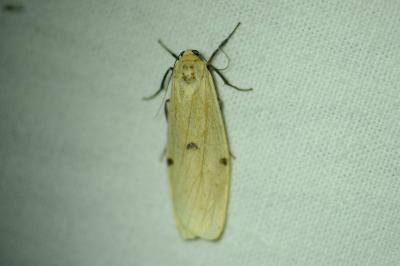 <i>Lithosia quadra</i>