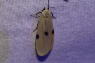 <i>Lithosia quadra</i>