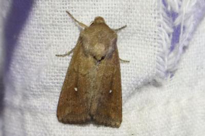 <i>Mythimna albipuncta</i>