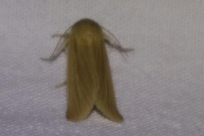 <i>Mythimna pallens</i>