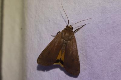 <i>Noctua pronuba</i>