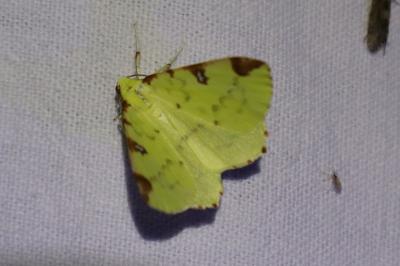 <i>Opisthograptis luteolata</i>
