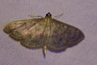 <i>Patania ruralis</i>