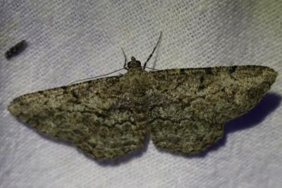 <i>Peribatodes rhomboidaria</i>
