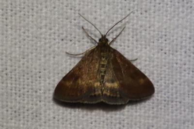 <i>Pyrausta despicata</i>