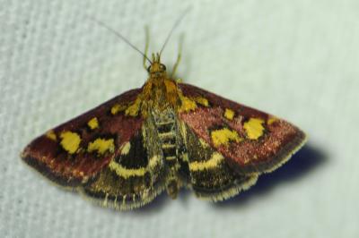 <i>Pyrausta purpuralis</i>
