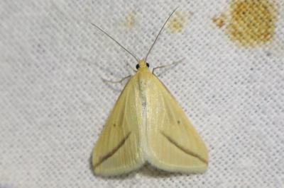 <i>Rhodometra sacraria</i>