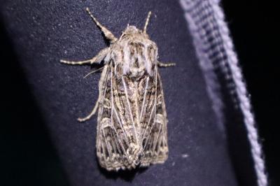 <i>Tholera decimalis</i>