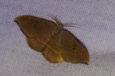 <i>Watsonalla binaria</i>
