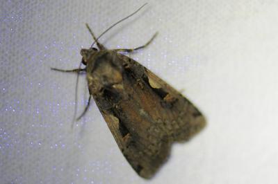 <i>Xestia c-nigrum</i>