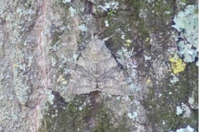 <i>Catocala nupta</i>
