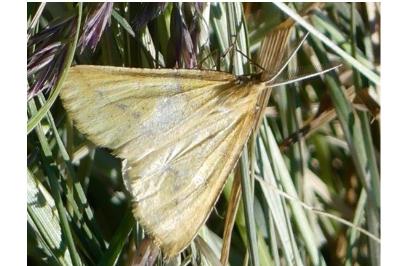 <i>Aspitates ochrearia</i>