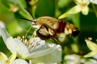 <i>Hemaris fuciformis</i>