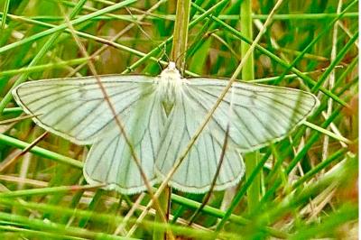 <i>Siona lineata</i>