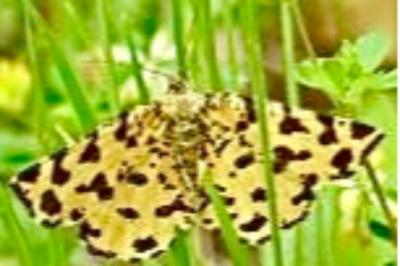 <i>Pseudopanthera macularia</i>