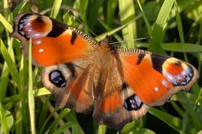<i>Aglais io</i>