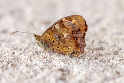 <i>Pararge aegeria</i>