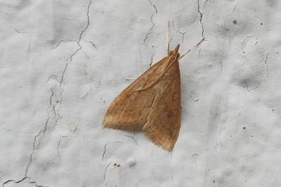 <i>Udea ferrugalis</i>