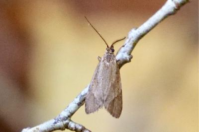 <i>Diurnea lipsiella</i>